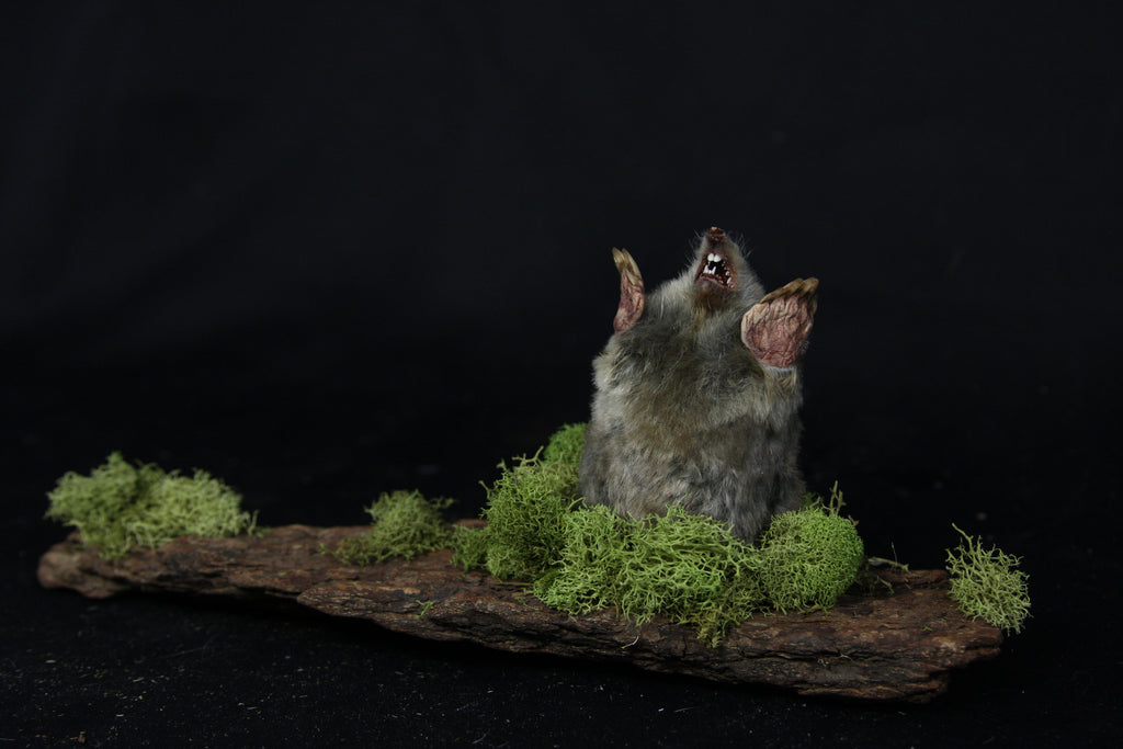Taxidermy Mole