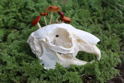 Reserved for Dan Antonacci - Jack Rabbit Mushroom Skullpture