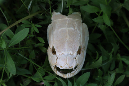 Bowfin Fish Skull