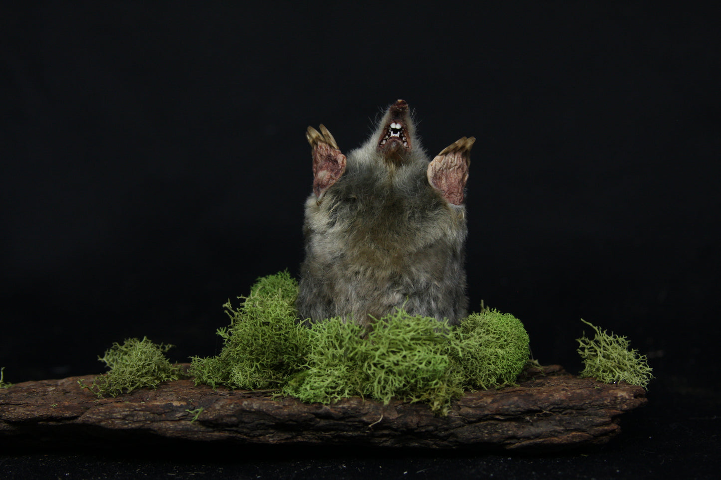 Taxidermy Mole