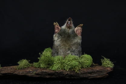 Taxidermy Mole