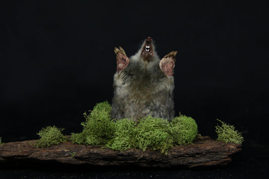 Taxidermy Mole