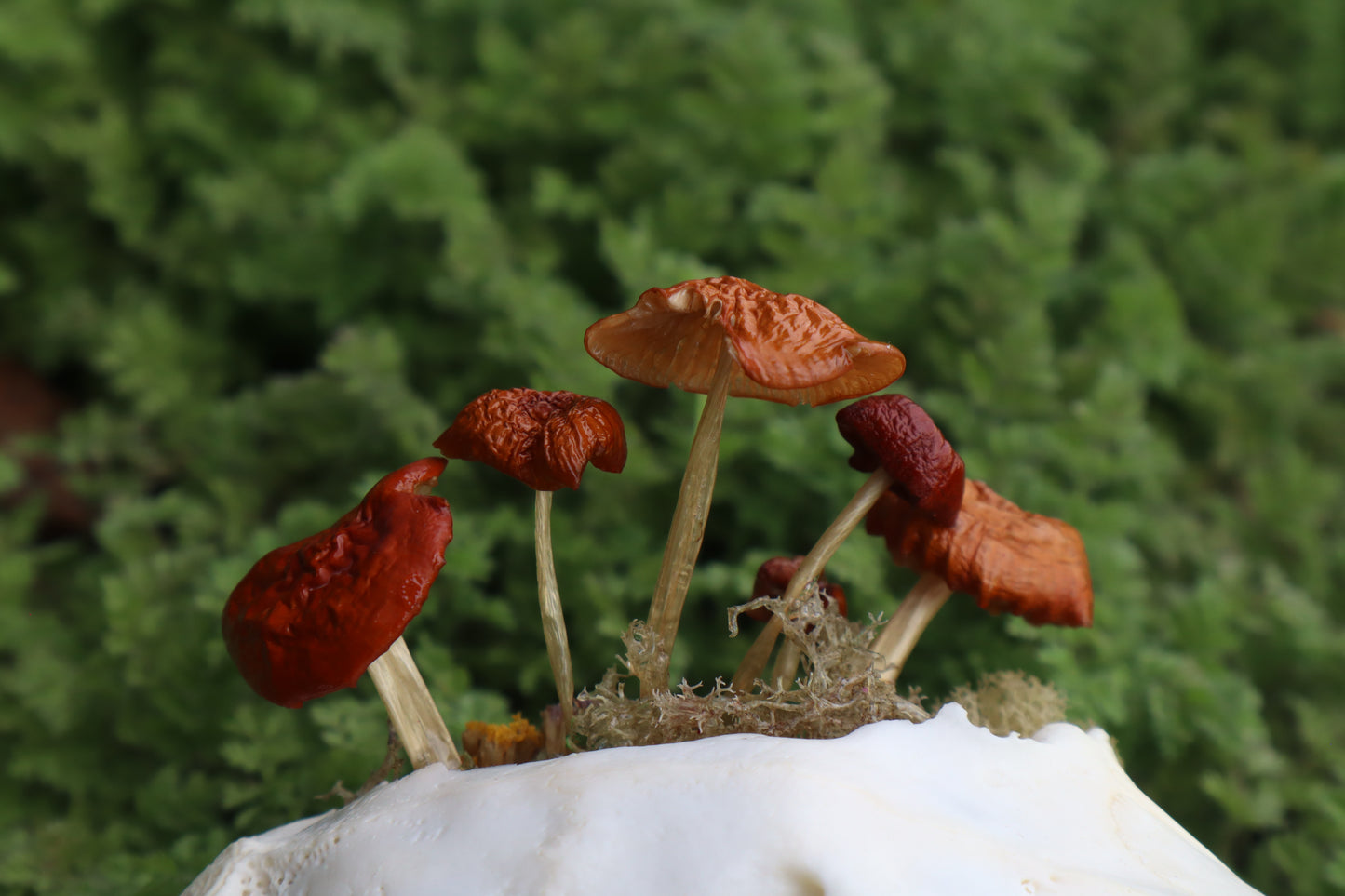 Reserved for Dan Antonacci - Jack Rabbit Mushroom Skullpture
