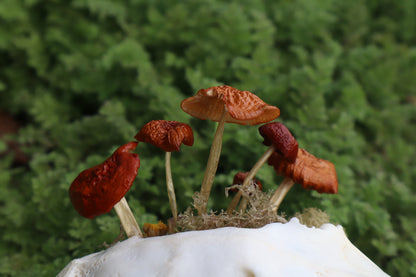 Reserved for Dan Antonacci - Jack Rabbit Mushroom Skullpture