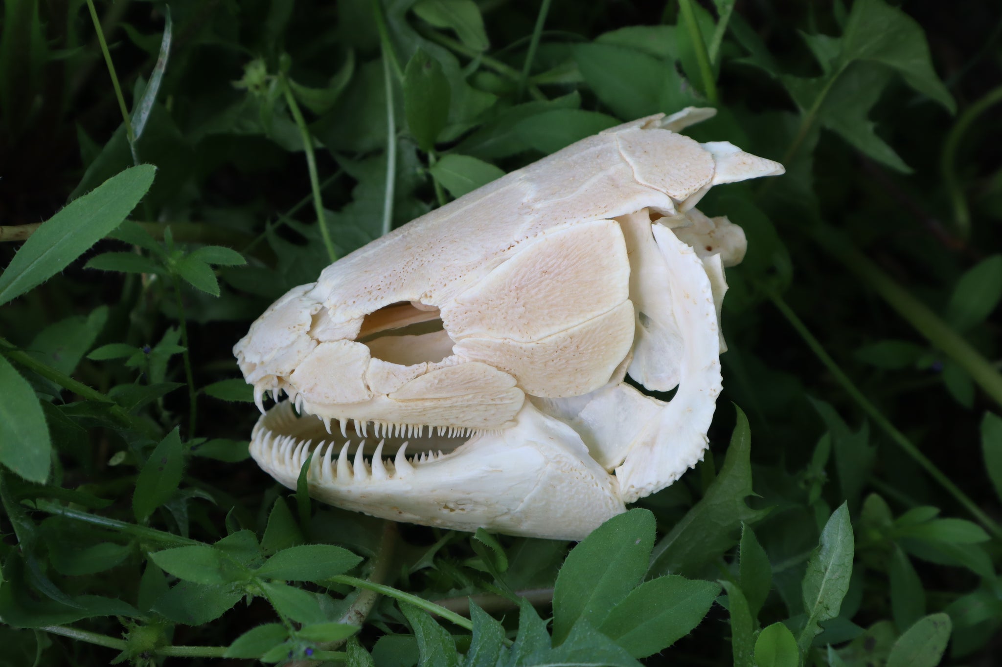 Bowfin Fish Skull