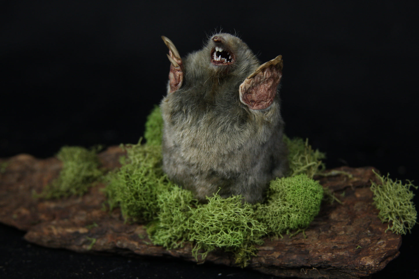 Taxidermy Mole
