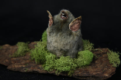 Taxidermy Mole