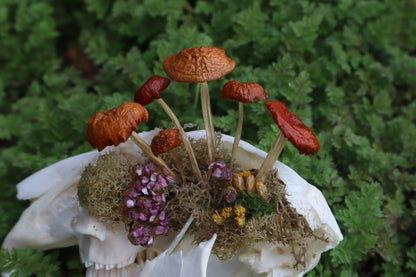 Reserved for Dan Antonacci - Jack Rabbit Mushroom Skullpture