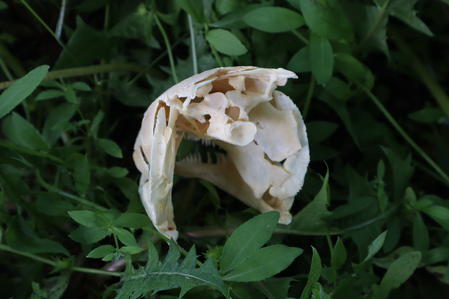 Bowfin Fish Skull