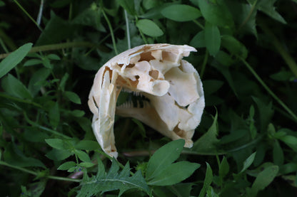 Bowfin Fish Skull
