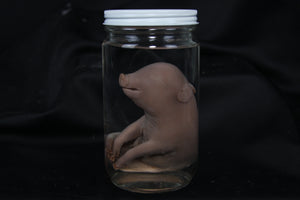 Fetal Pig Wet Specimen