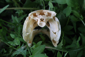 Bowfin Fish Skull