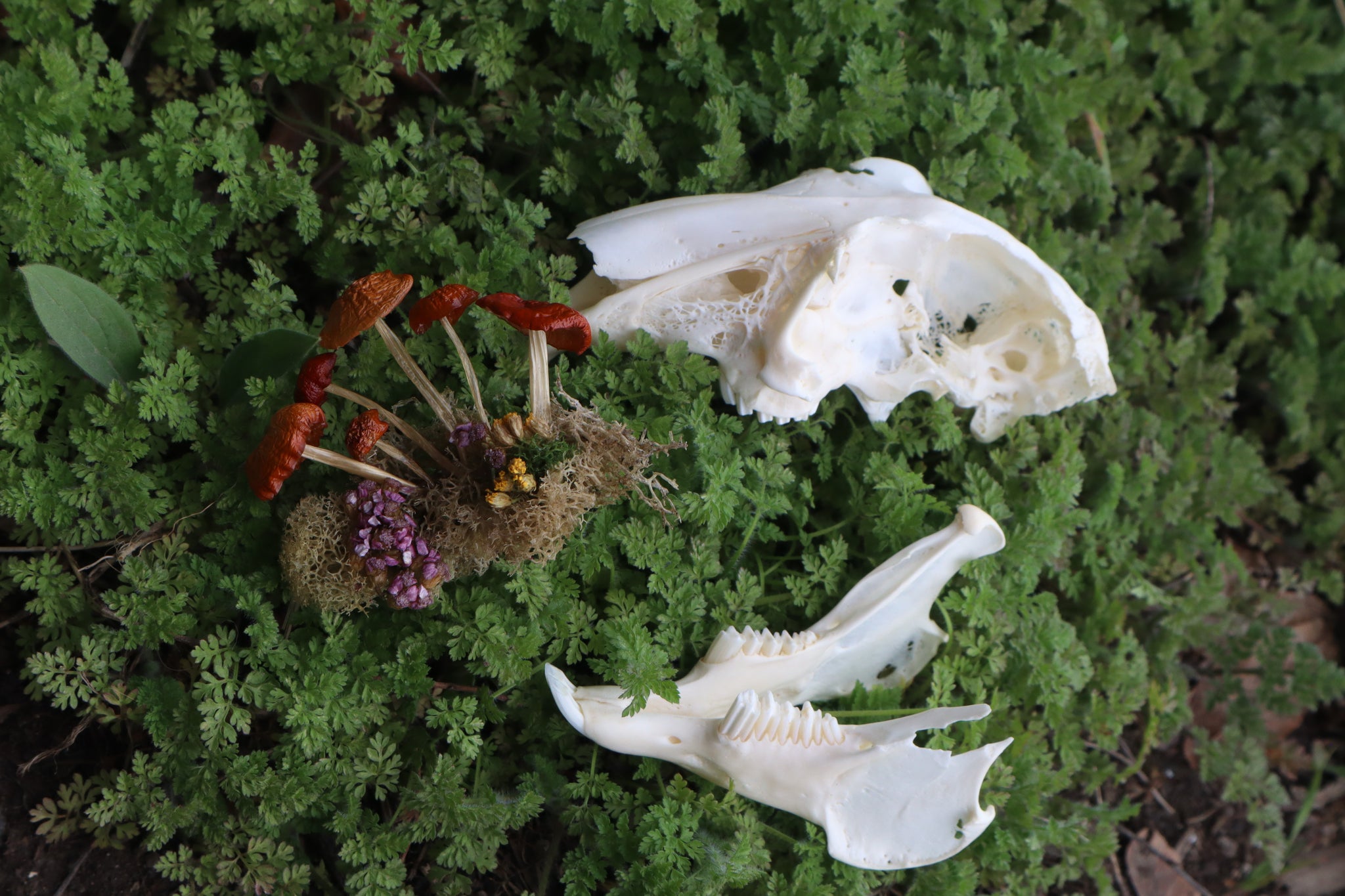 Reserved for Dan Antonacci - Jack Rabbit Mushroom Skullpture