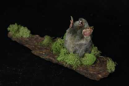 Taxidermy Mole