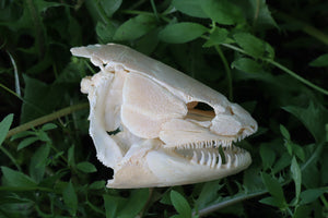 Bowfin Fish Skull