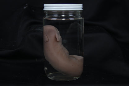 Fetal Pig Wet Specimen