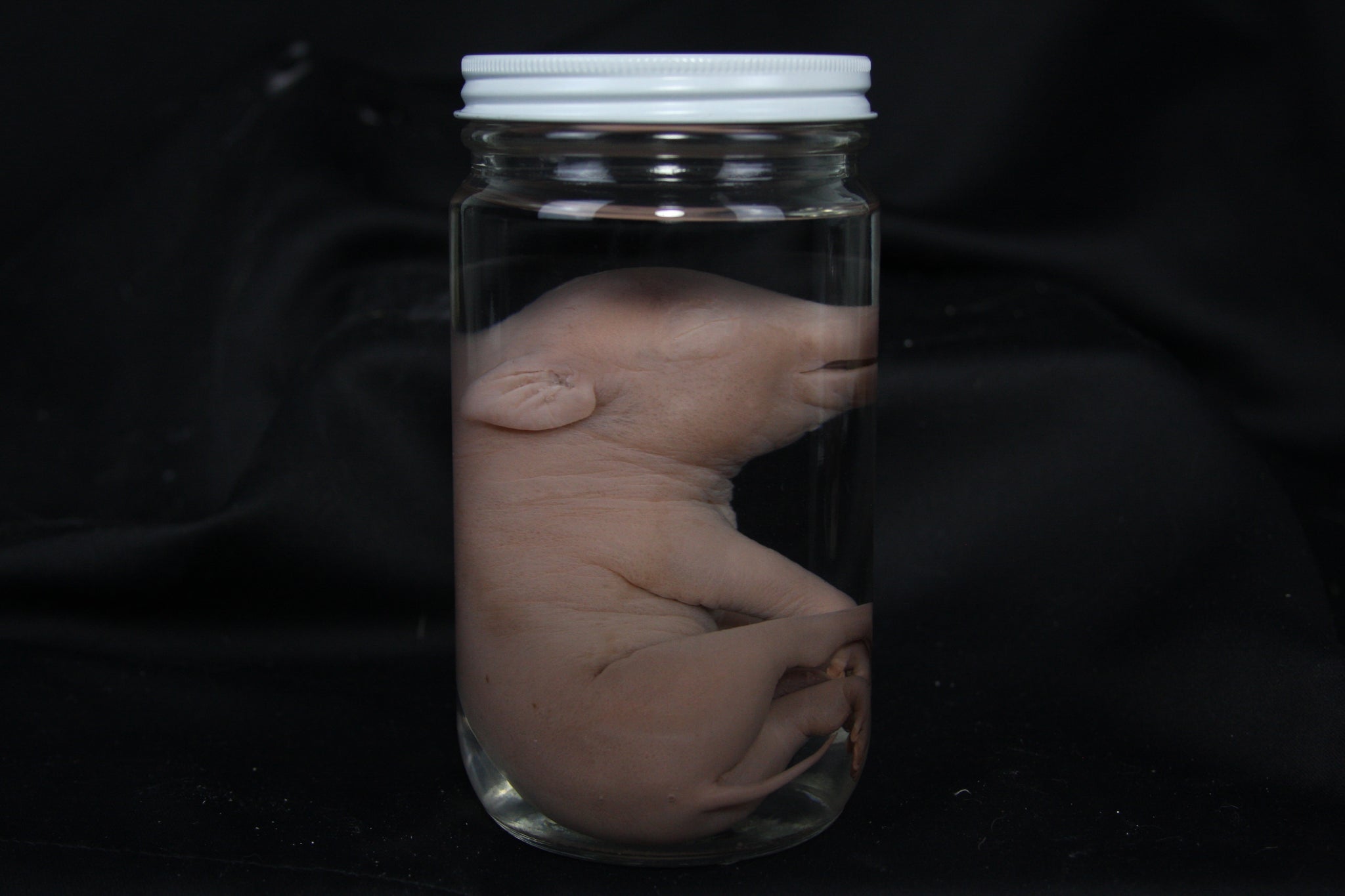 Fetal Pig Wet Specimen