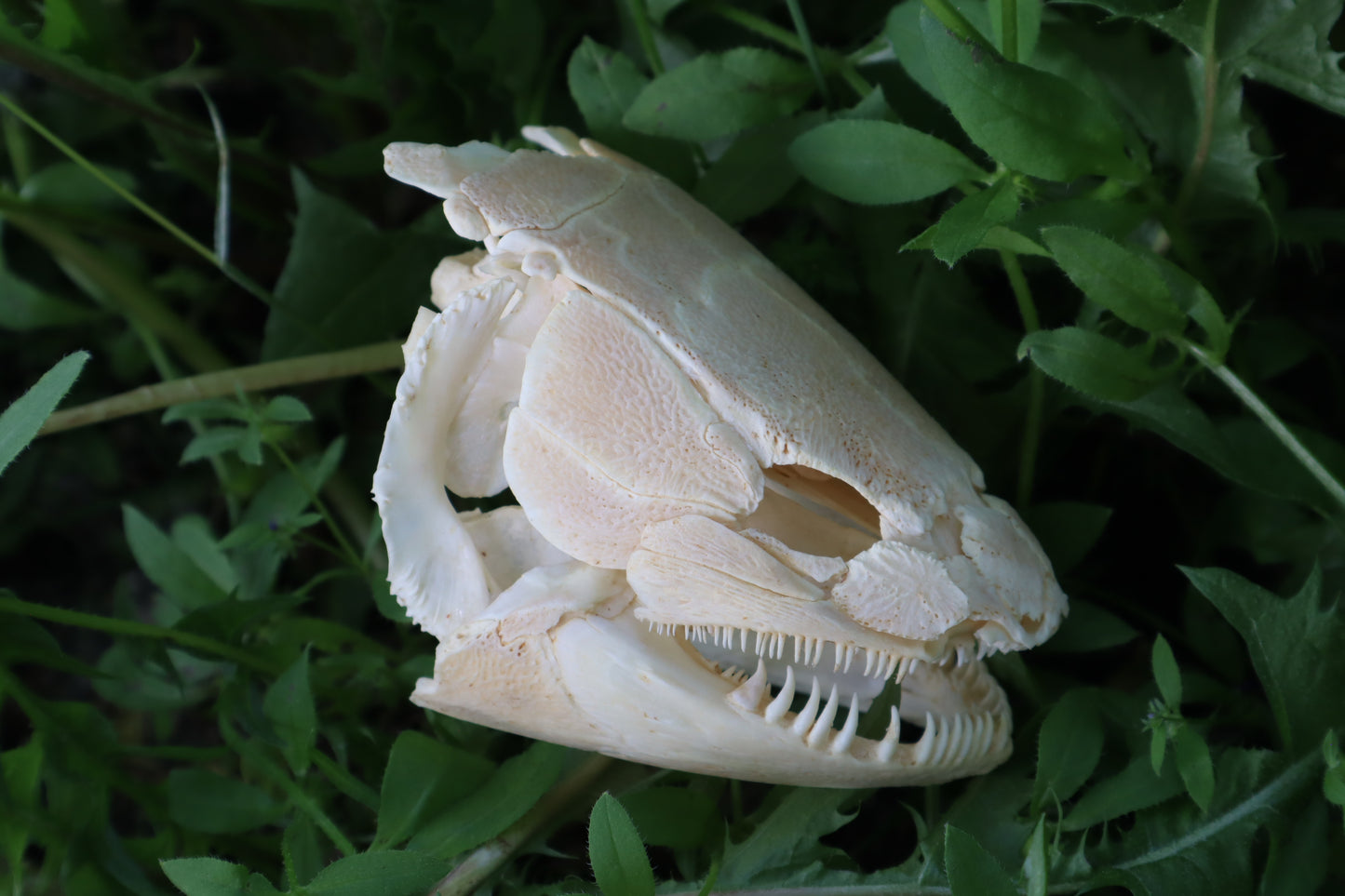 Bowfin Fish Skull