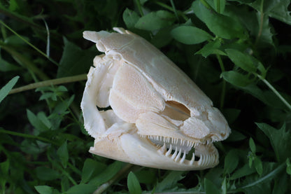 Bowfin Fish Skull
