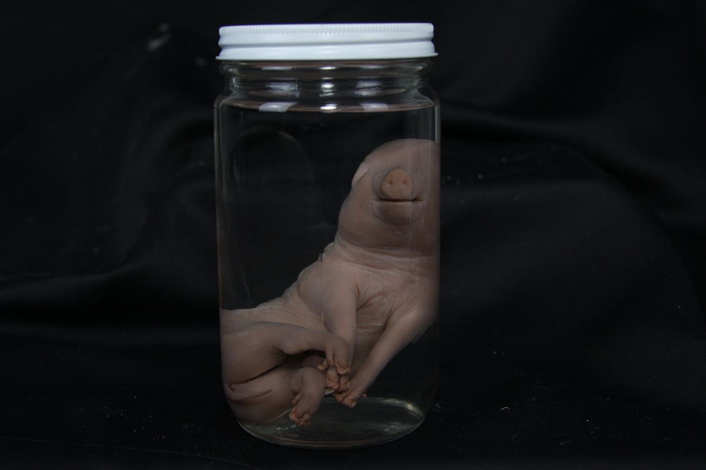 Fetal Pig Wet Specimen