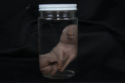 Fetal Pig Wet Specimen