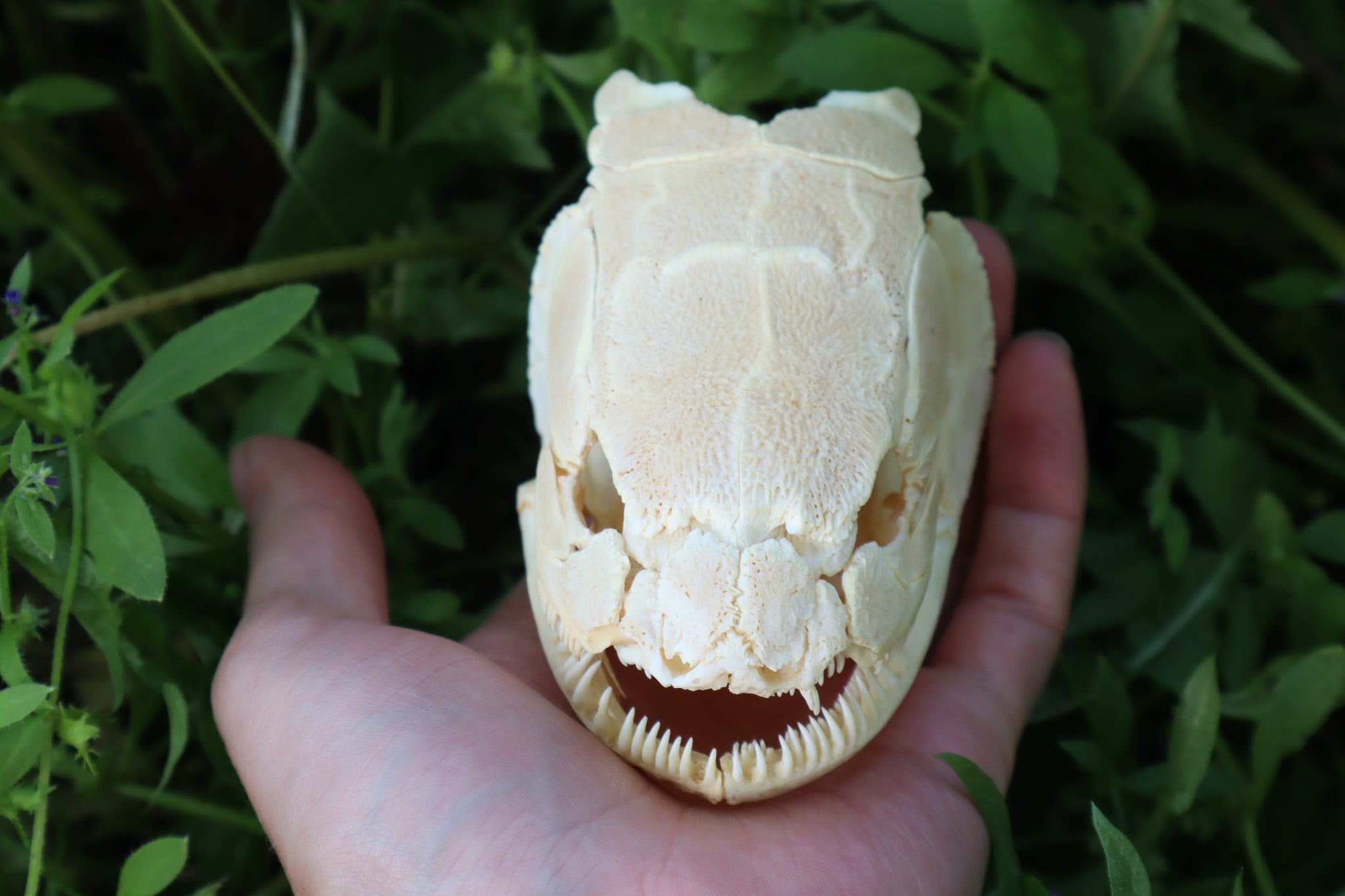 Bowfin Fish Skull