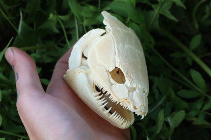 Bowfin Fish Skull