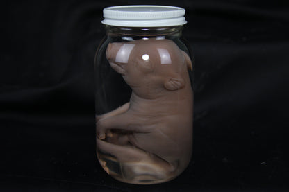 Fetal Pig Wet Specimen