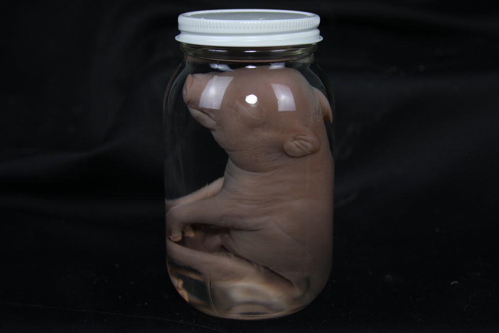 Fetal Pig Wet Specimen