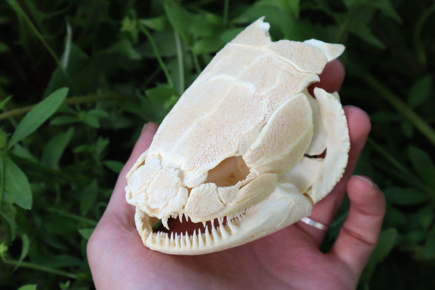 Bowfin Fish Skull