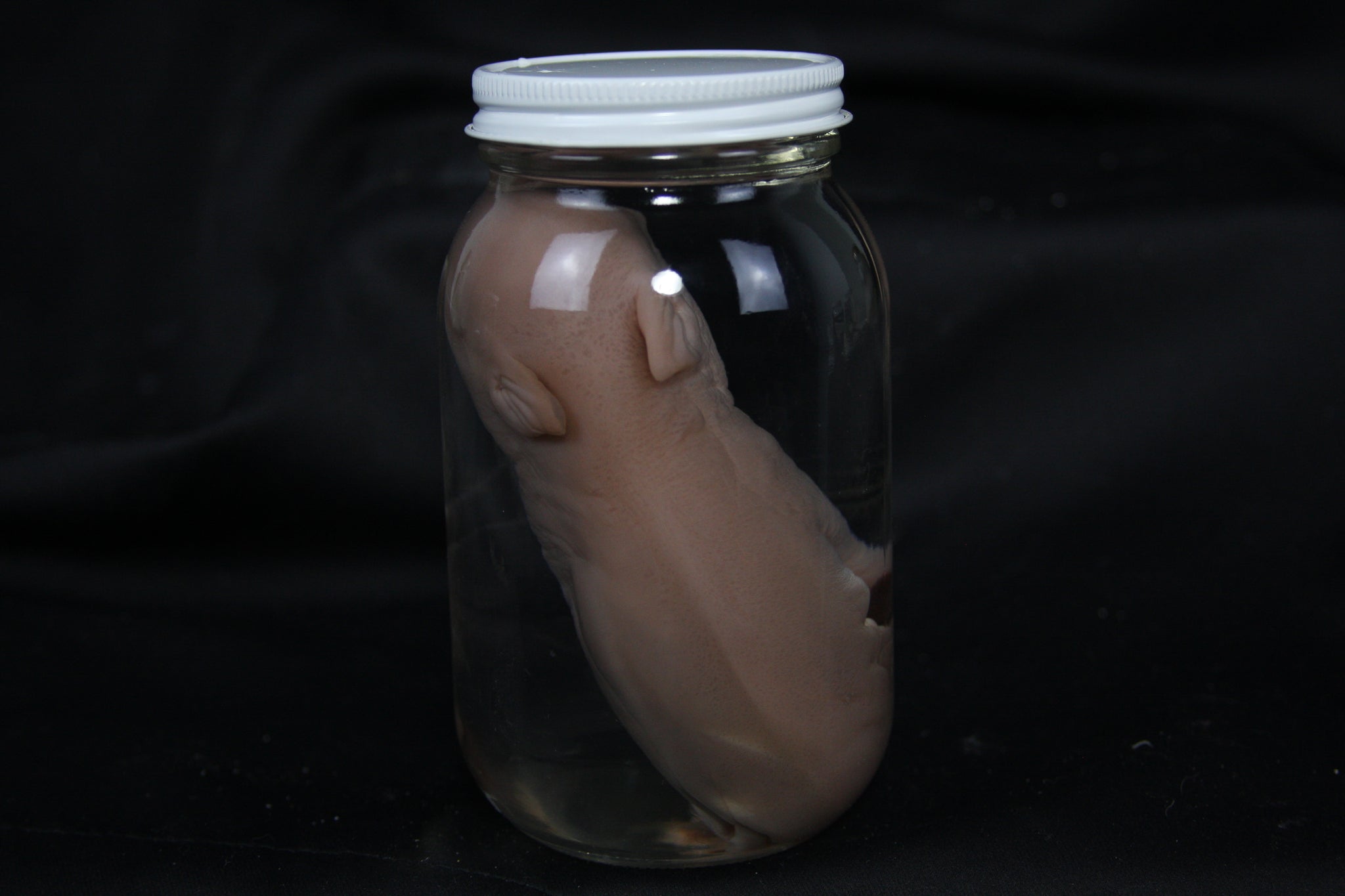 Fetal Pig Wet Specimen