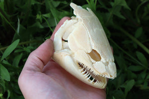 Bowfin Fish Skull