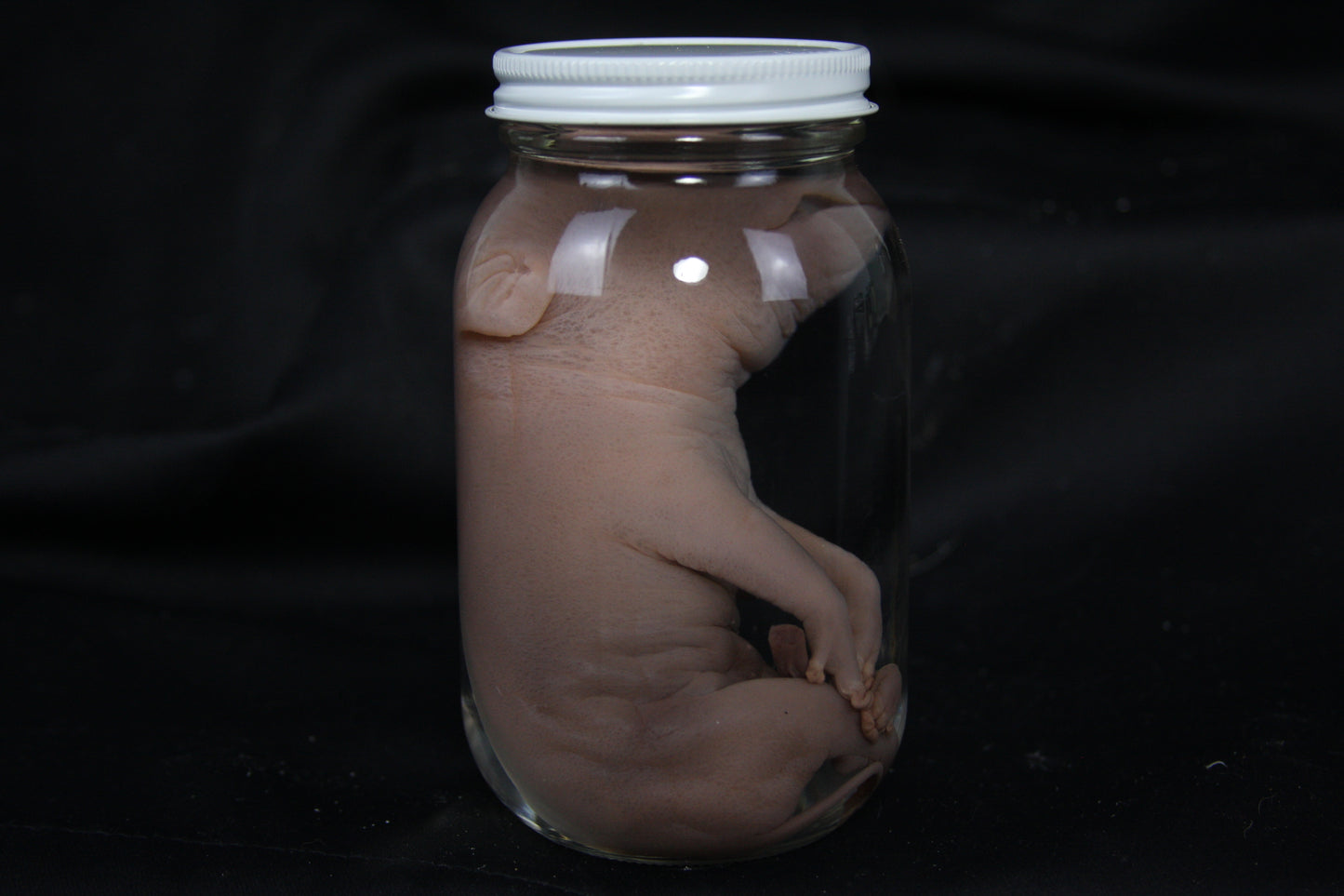 Fetal Pig Wet Specimen