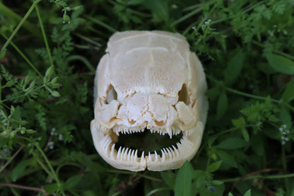 Bowfin Fish Skull