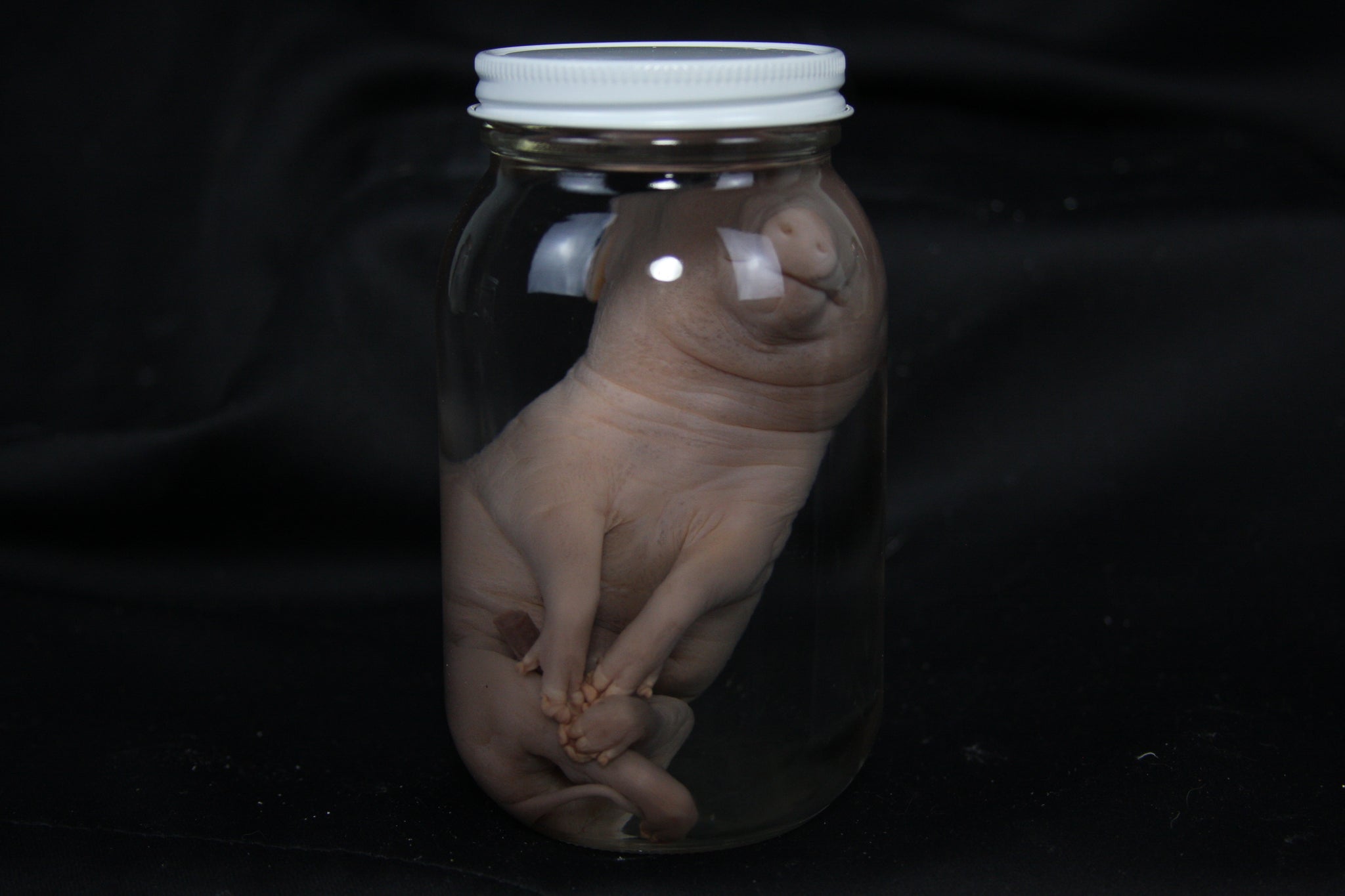 Fetal Pig Wet Specimen