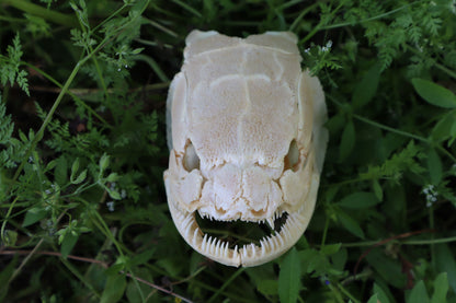Bowfin Fish Skull