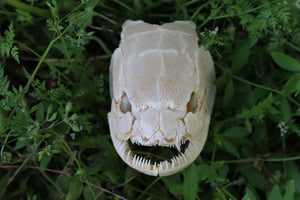 Bowfin Fish Skull