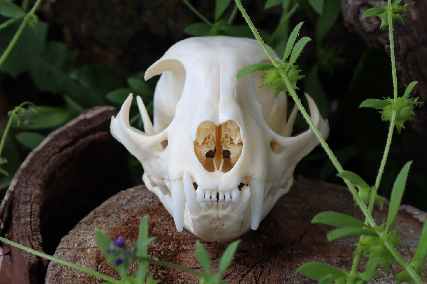 Bobcat Skull