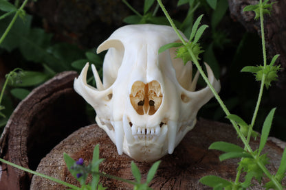 Bobcat Skull