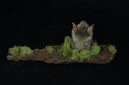 Taxidermy Mole