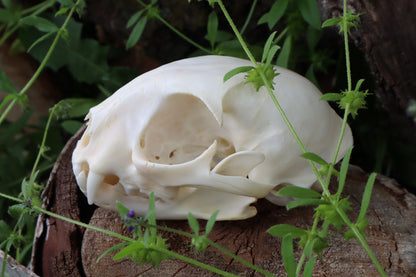 Bobcat Skull