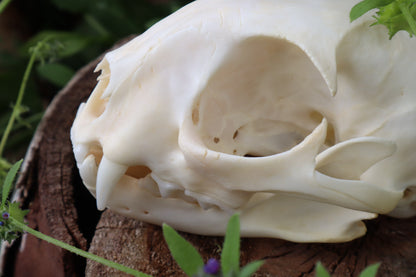 Bobcat Skull