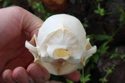 Bobcat Skull