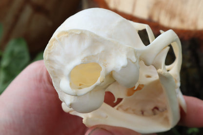 Bobcat Skull