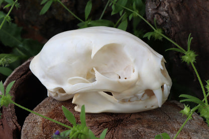 Bobcat Skull