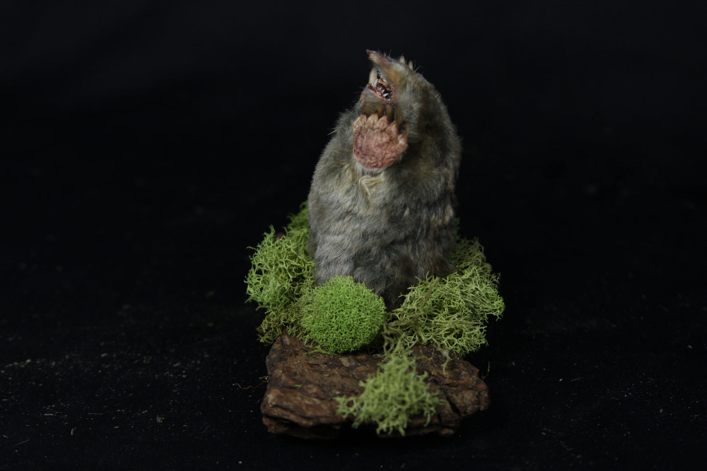 Taxidermy Mole