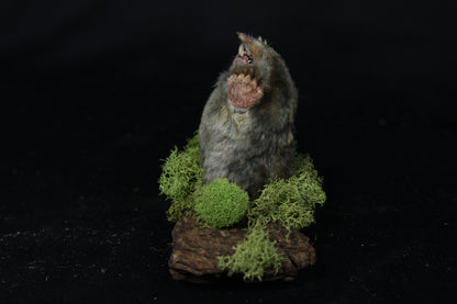 Taxidermy Mole