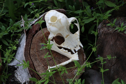 Bobcat Skull
