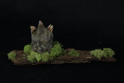 Taxidermy Mole