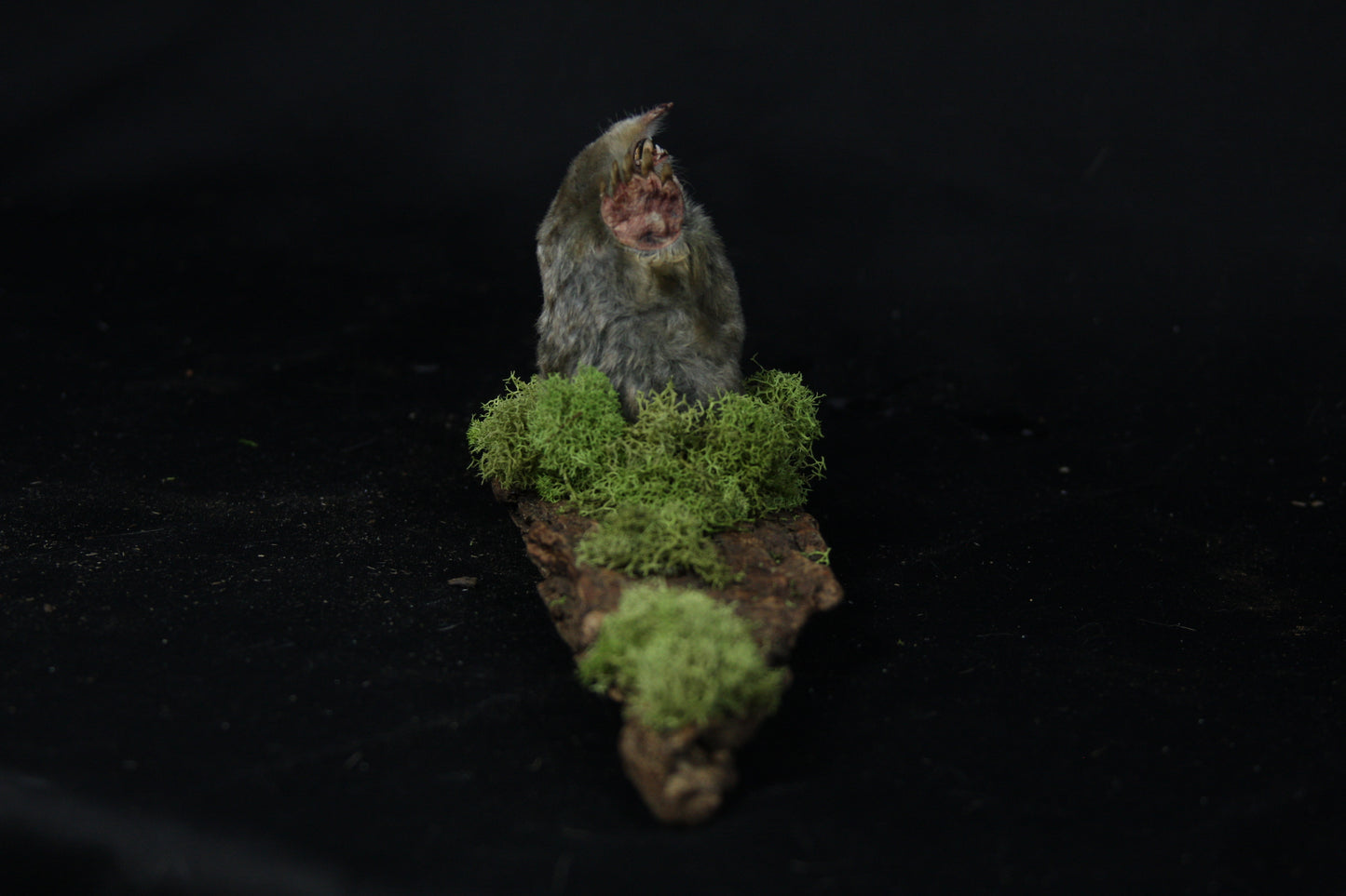 Taxidermy Mole